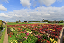 In Bloei  Verwer Dahlias