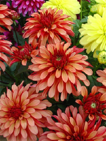 Gallery Art Deco  Verwer Dahlias