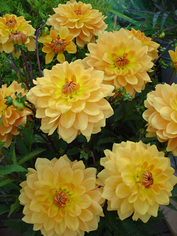 Karma Gold  Verwer Dahlias